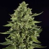 семена технической конопли Auto Skywalker OG feminised Ganja Seeds