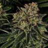 феминизированные семена конопли Auto Skywalker OG feminised Ganja Seeds