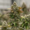 семена голландской конопли Auto Skywalker OG feminised Ganja Seeds