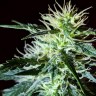 регулярные семена конопли купить Auto Anesthesia regular