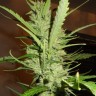 семена конопли гидропоники Super Lemon Haze feminised Ganja Live Seeds