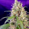 где заказать семена конопли Crystal Candy feminised Ganja Seeds Fast Version