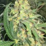 семена конопли с доставкой Super Skunk feminised Ganja Live Seeds