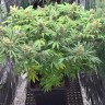семена индийской конопли Super Skunk feminised Ganja Live Seeds
