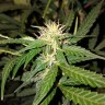 семена конопли феминизированные Big Bud feminised Victory Seeds