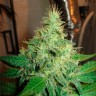 Недорогие семена конопли G13 Haze feminised Ganja Seeds