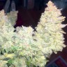 купить семена конопли в интернете Auto Blueberry x Blue Mystic feminised