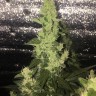 купить урожайные семена конопли Auto Blueberry x Blue Mystic feminised