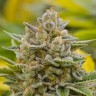 Качественные семена конопли Grapefruit Alpha Dog feminised Ganja Seeds