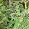 Сорт конопли Grapefruit Alpha Dog feminised Ganja Seeds