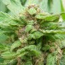 Сорта конопли Grapefruit Alpha Dog feminised Ganja Seeds