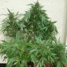 Недорогие сорта конопли Grapefruit Alpha Dog feminised Ganja Seeds