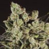 Недорогие сорта конопли Grapefruit Alpha Dog feminised Ganja Seeds