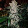 Качественные семена конопли Gorilla Zkittlez feminised GanjaLiveSeeds