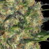 купить семена конопли мощные Black Domina x Early Skunk feminised
