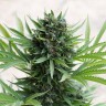Семена каннабиса Grapefruit Diesel feminised Ganja Seeds