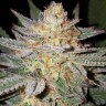 Качественные семена конопли Grapefruit Diesel feminised Ganja Seeds