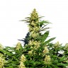 Семена конопли для новичков Grapefruit Diesel feminised Ganja Seeds