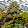 Семена марихуаны Grapefruit Diesel feminised Ganja Seeds