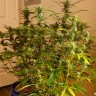 Семена конопли оптом Grapefruit Diesel feminised Ganja Seeds