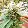 Семена марихуаны Grapefruit Diesel feminised Ganja Seeds