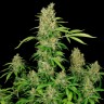 семена индийской конопли Chronic feminised Ganja Seeds
