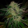 семена конопли Украина Chronic feminised Ganja Seeds