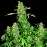 заказ семян конопли Киев Chronic feminised Ganja Seeds