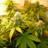 семена конопли феминизированные White Russian feminised Ganja Live Seeds
