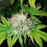качественные семена конопли White Russian feminised Ganja Live Seeds