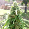 Семена марихуаны Eleven Roses feminised Ganja Seeds Fast Version