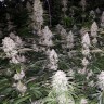 Фаст сорта конопли Eleven Roses feminised Ganja Seeds Fast Version