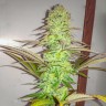 Недорогие семена конопли Eleven Roses feminised Ganja Seeds Fast Version