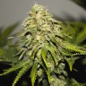 семена конопли почтой Auto Critical Plus feminised Ganja Seeds