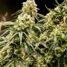 сайт семян конопли Auto Critical Plus feminised Ganja Seeds