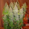 Семена конопли недорого White Widow feminised GanjaLiveSeeds