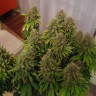 Качественные семена конопли White Widow feminised GanjaLiveSeeds