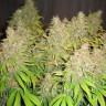 Семена марихуаны White Widow feminised GanjaLiveSeeds