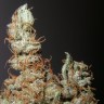Семена конопли Grapefruit Haze feminised Ganja Seeds