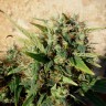 Семена конопли недорого Grapefruit Haze feminised Ganja Seeds