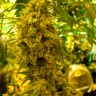 Семена марихуаны Auto Little Russian feminised GanjaLiveSeeds