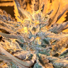 Семена конопли недорого Rolling Frau feminised Ganja Seeds