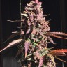 Купить семена Auto Dark Purple feminised Ganja Seeds