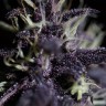 Заказать семена Auto Dark Purple feminised Ganja Seeds