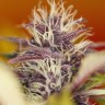 Качественные семена Auto Dark Purple feminised Ganja Seeds