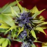 Недорогие семена Auto Dark Purple feminised Ganja Seeds