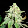 купить семена конопли в фирменной упаковке Auto White Widow feminised