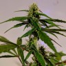 купить семена конопли марихуаны Auto White Widow feminised