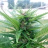 Медицинские сорта конопли Himalaya Gold CBD feminised Ganja Seeds