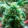 Семена конопли Bubblelicious feminised Ganja Seeds
